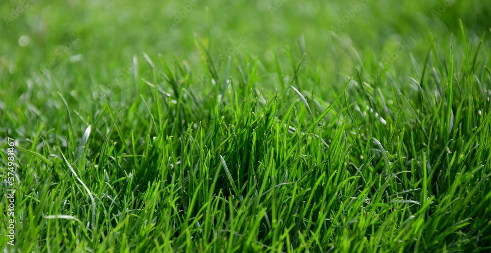 Abstrakter Hintergrund grüner Rasen, Rasenhintergrund, Grashalme Abstrakter Hintergrund grüner Rasen, Rasenhintergrund, Grashalme