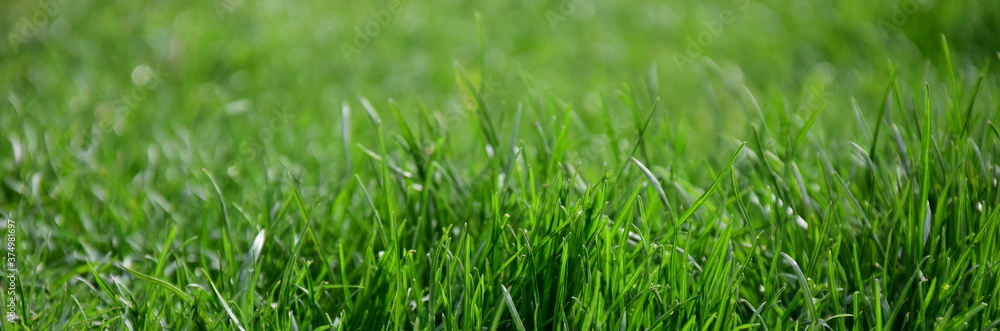 Abstrakter Hintergrund grüner Rasen, Rasenhintergrund, Grashalme Abstrakter Hintergrund grüner Rasen, Rasenhintergrund, Grashalme