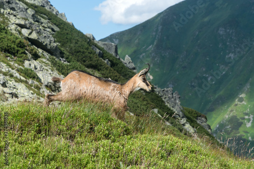 chamois on a mountain meadow, High Tatras, Slovakia