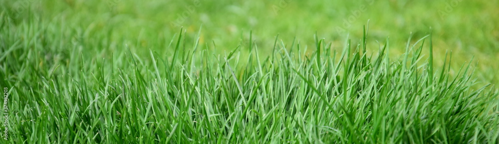 Obraz premium Abstrakter Hintergrund grüner Rasen, Rasenhintergrund, Grashalme