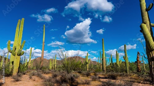 Saguaro Cactus  on desert landscape 