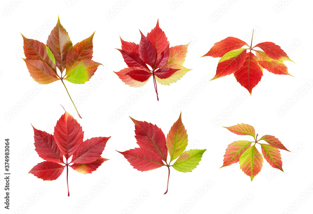 clipart wild vine leaves, set of bright colors of autumn leaves clipart wild vine leaves, set of bright colors of autumn leaves