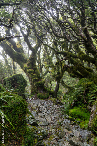 Wanderweg durch komplett Moos und Flechten bewachsenen wilden nebligen Urwald mit Totholz