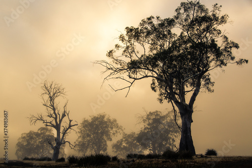 Wallpaper Mural Trees In The Mist Torontodigital.ca
