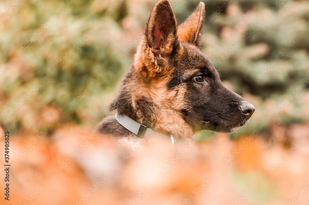Portrait of a german shepherd puppy while resting in a backyard Portrait of a german shepherd puppy while resting in a backyard