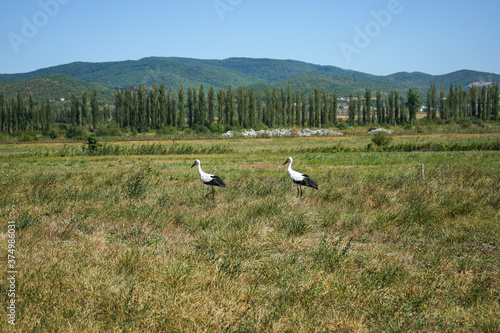 a couple of white storks in the wild against the backdrop of a beautiful landscape: mountains, green trees and a clear cloudless sky