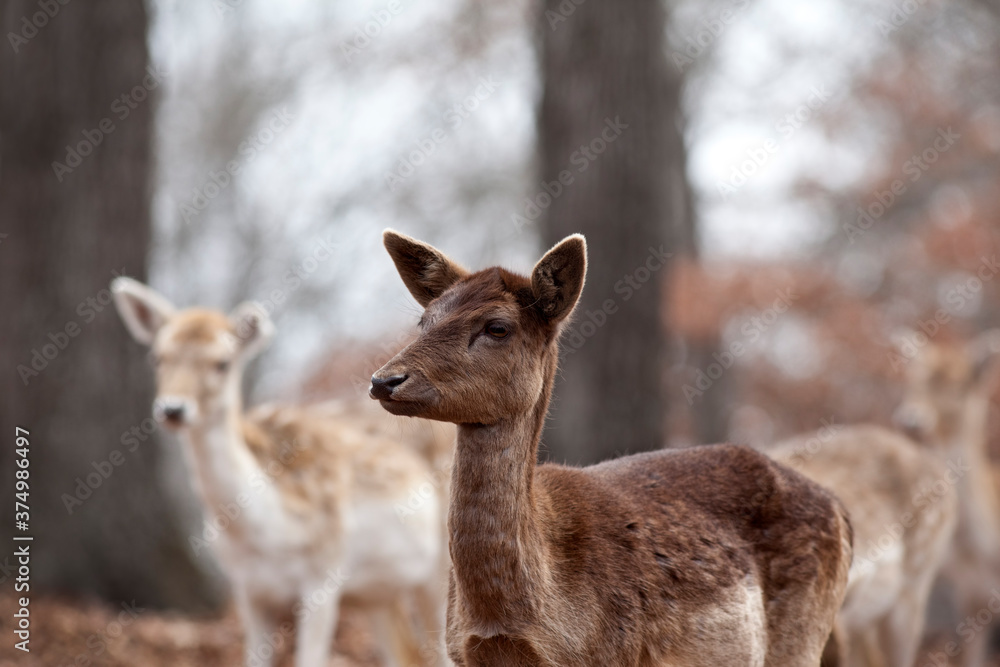 Group of Deer in the Woods Group of Deer in the Woods