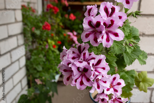 Archie Pop Royal Pelargonium with vibrant bicolor purple flowers on a balcony with many plants on a summer day