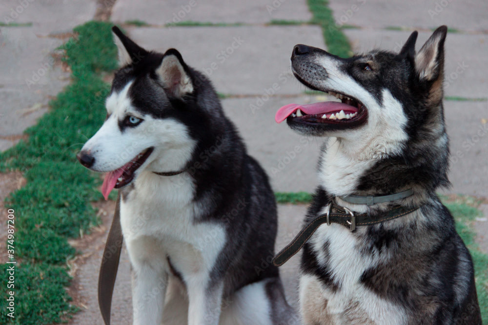 Black and white husky dogs with tongue. Big dogs in the park. Dog's face