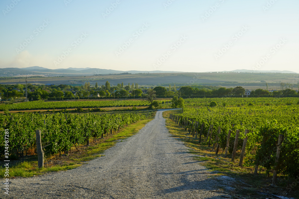 beautiful view of green vineyards, road, hills with trees and blue sky with clouds
