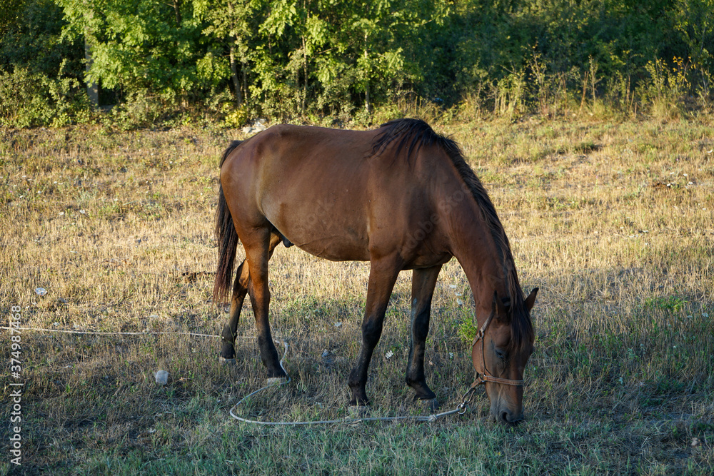 the horse grazes in the meadow without a saddle, taking a break from horseback riding the horse grazes in the meadow without a saddle, taking a break from horseback riding