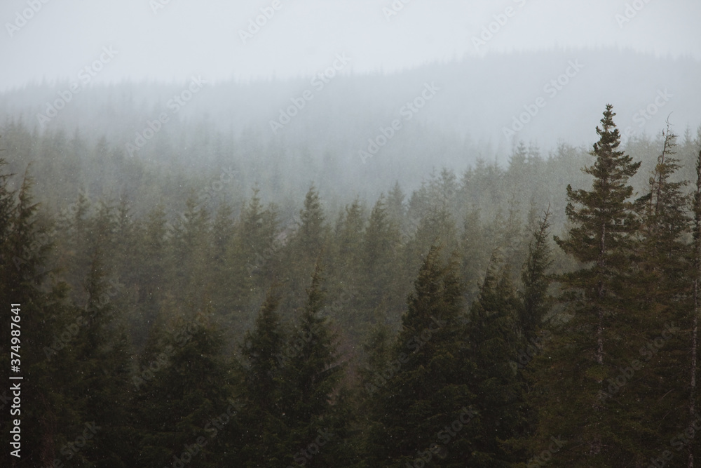Snowy Layered Forest Snowy Layered Forest