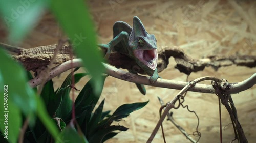 Young Veiled Chameleon sitting on branch in terrarium