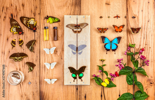 Collection of Butterflies, Insects and Moths on Display photo