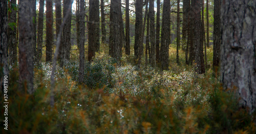 Dew in the Estonian forest © Roman