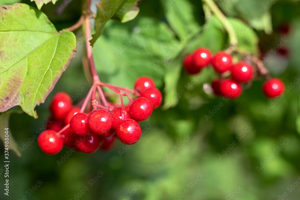 Clusters of red viburnum berries in the garden.