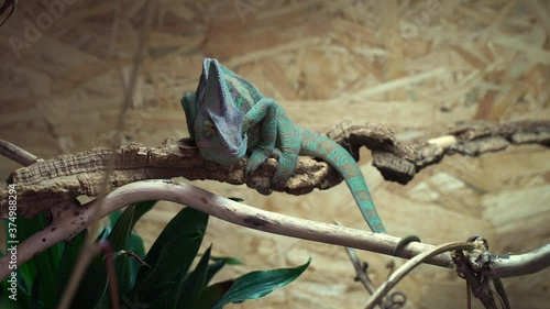 Young Veiled Chameleon sitting on branch in terrarium
