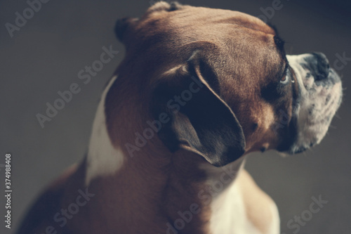 Faun Boxer dog portrait photo