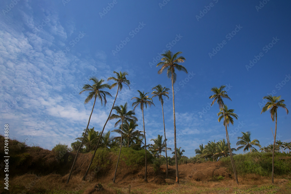 Tropical scenery with pal trees and blue sky. Goa, India