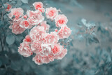 pink roses on branch background