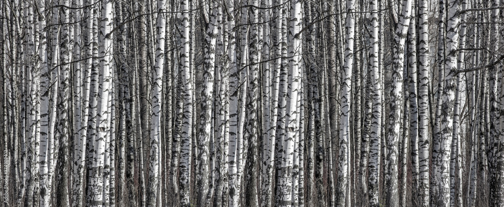 birch trunks black and white stripe