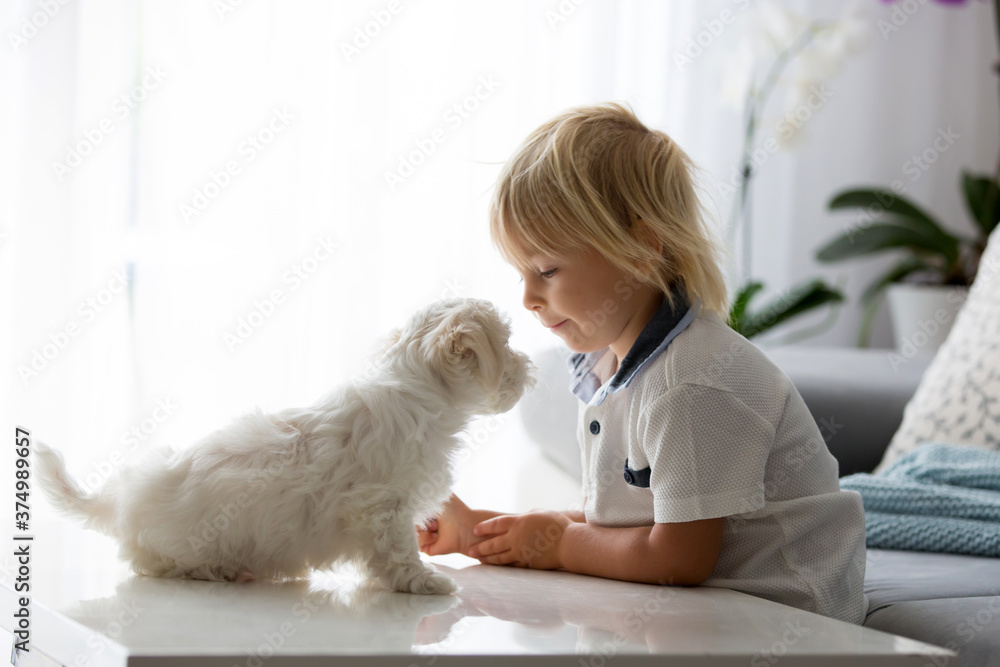 Cute little blond child, toddler boy, playing with white puppy maltese dog Cute little blond child, toddler boy, playing with white puppy maltese dog