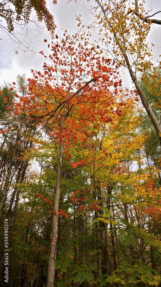 autumn, fall, tree, forest, nature, leaves, landscape, trees, park, leaf, yellow, season, foliage, green, sky, woods, blue, red, color, colorful, outdoors, maple, wood, branch, orange
