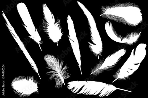 twelve white feathers on black illustration