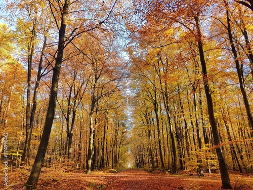 autumn in the forest