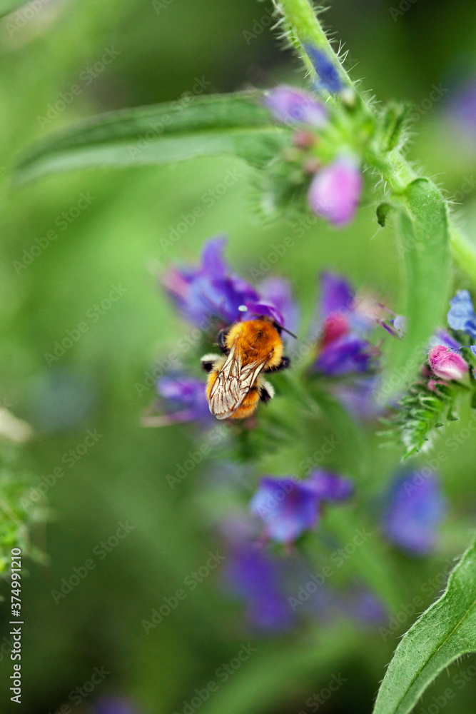 Macro catch bumblebee on Viper's bugloss flower with its closed wings Macro catch bumblebee on Viper's bugloss flower with its closed wings