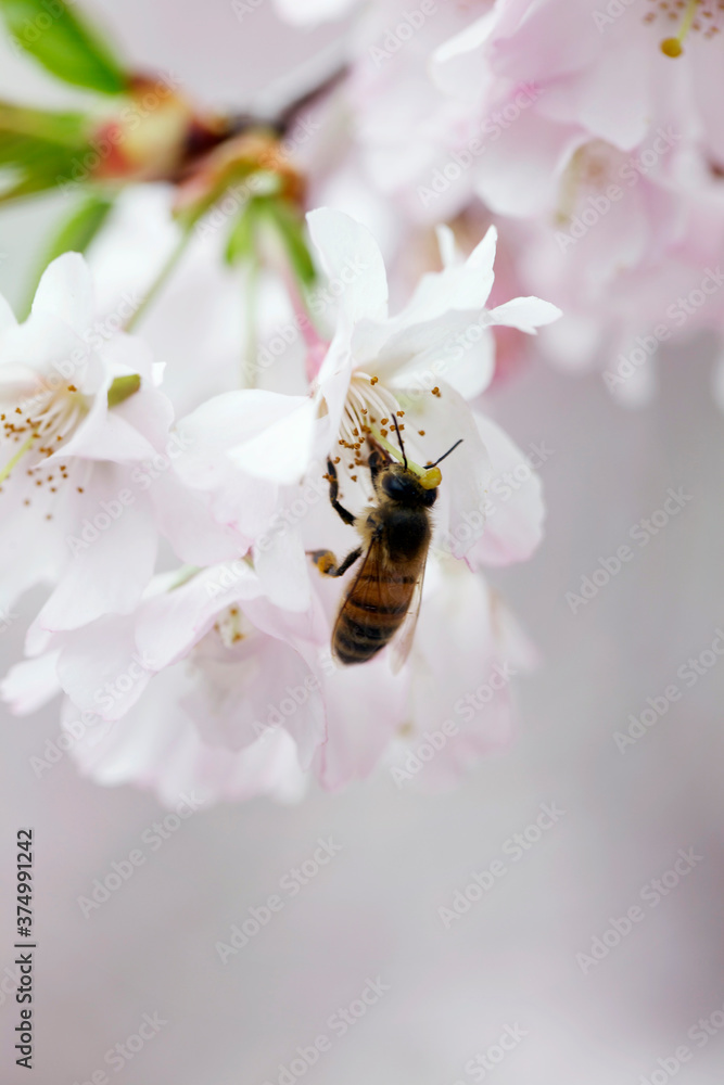 Close-up of bee pollinating cherry tree flower on the plant Close-up of bee pollinating cherry tree flower on the plant