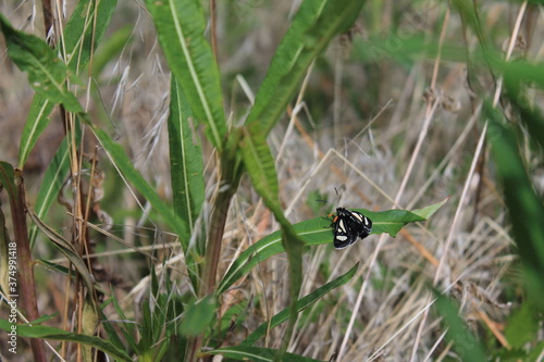 Black Moth on Leaves