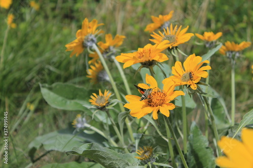 Yellow Flowers on the Trail