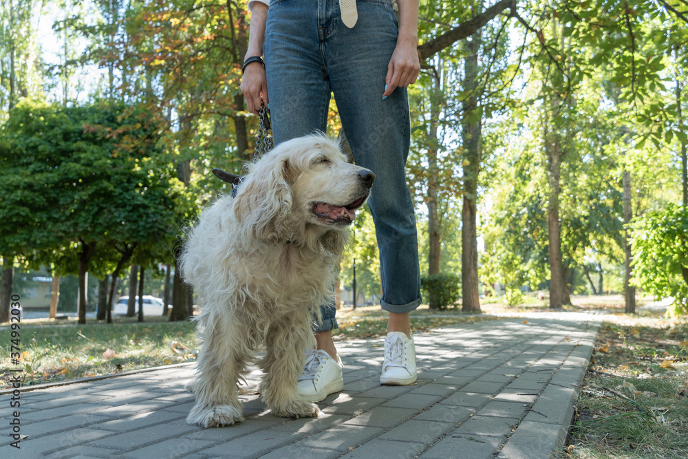 Senior cocker spaniel or old dog walking with woman in park at sunny day. Senior cocker spaniel or old dog walking with woman in park at sunny day.