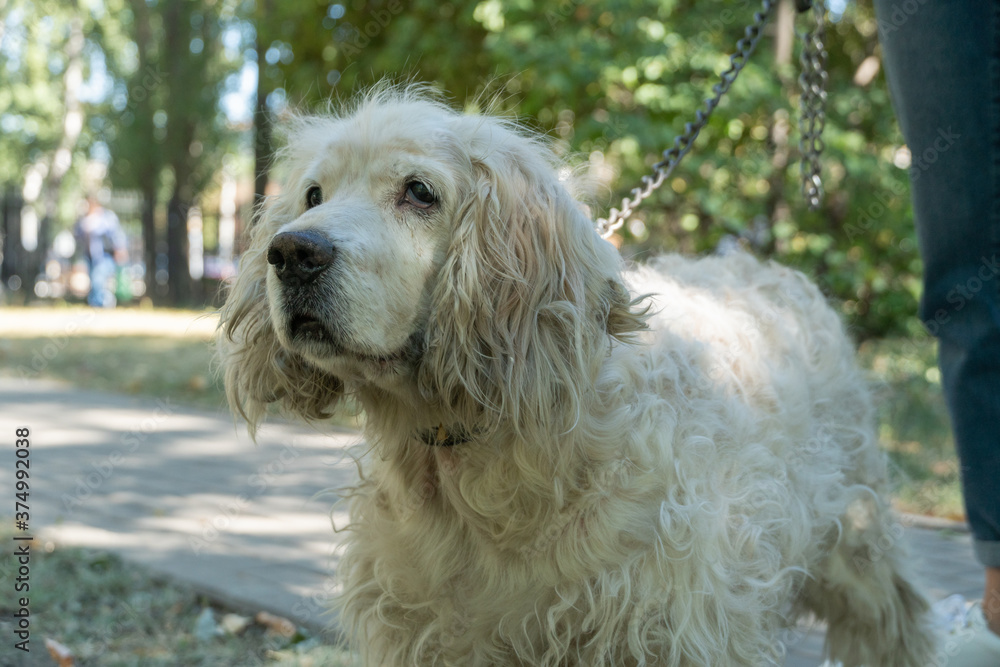 Older cocker spaniel dog at park. Portrait senior dog with serious looking