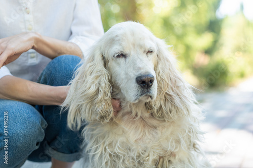 Senior dog sitting with owner young woman at walk outdoor