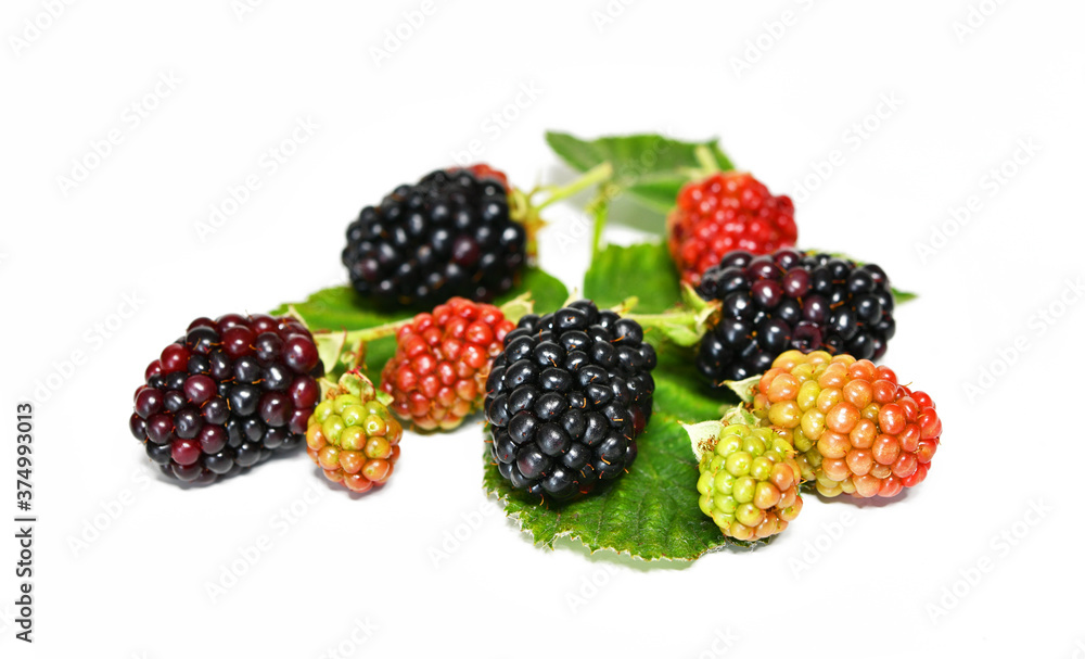 Brombeeren Brombeeren