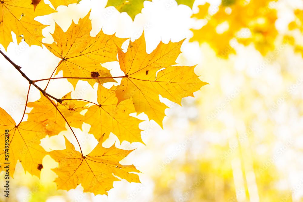 Autumn leaves as background. Shallow focus. Autumn leaves as background. Shallow focus.
