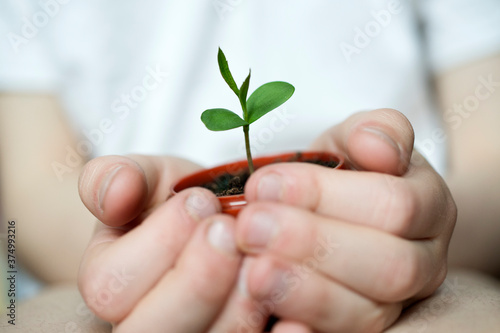 Child holds new seedling in hands photo