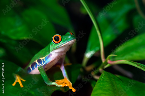 Red Eyed Tree Frog in the Rainforest photo