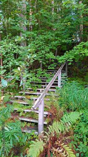 A stairway to nowhere in the middle of forest