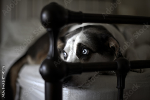 view through the footboard of bed of blue eyed dog staring out window on bed