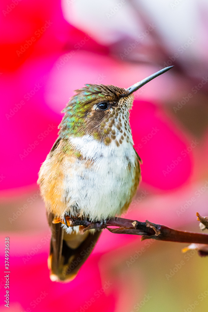 Naklejka premium Green Violet-ear hummingbird (Colibri thalassinus) in flight isolated on a green background in Costa Rica