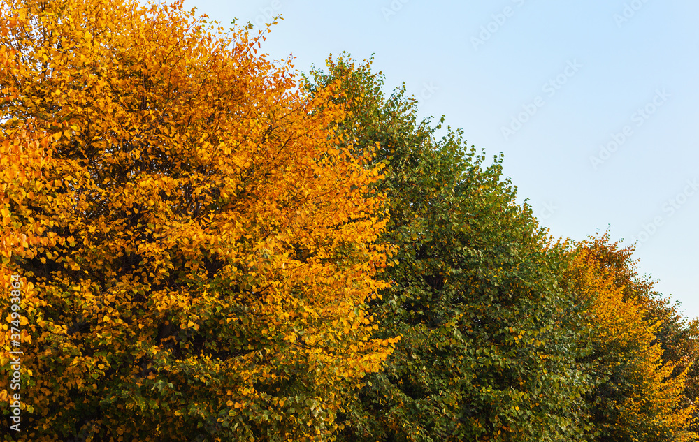 Deciduous trees in autumn change the color of their leaves from green to yellow environmental protection cycle of nature beech autumn mood walk life landscape park cure health change of the seasons