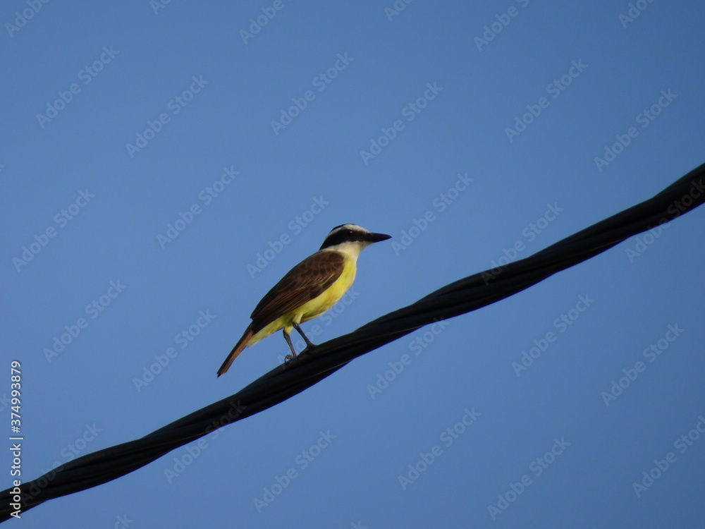 Obraz premium bird on a branch