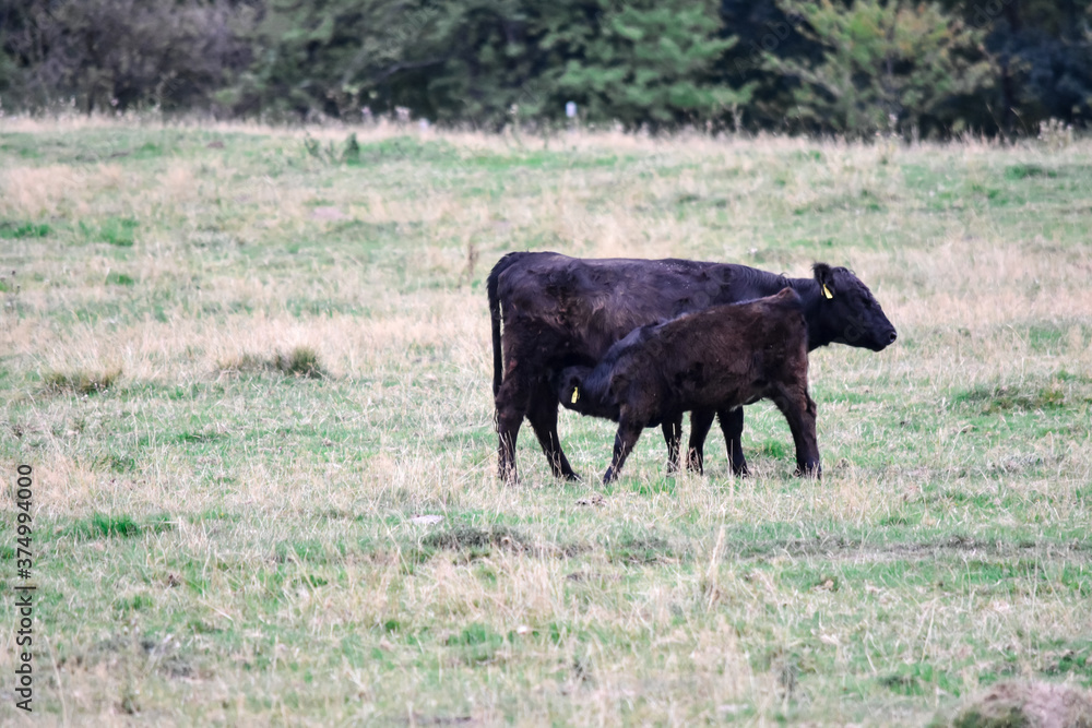 cow in the field cow in the field
