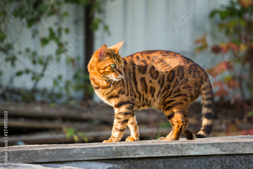 Bengal cat (Prionailurus bengalensis) beautiful street portrait on a sunny day. photo