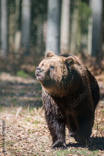 Brown bear (lat. ursus arctos) inside forest photo