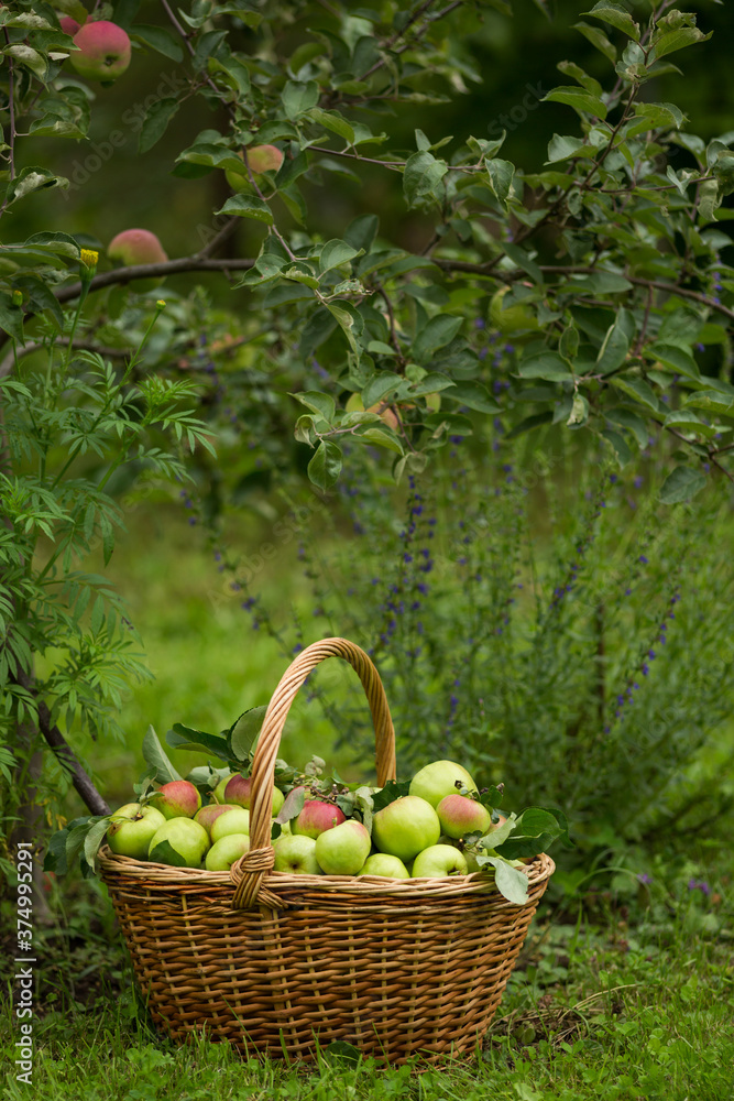 Ripe apples in a basket in the garden on a summer day. Harvesting, agriculture Ripe apples in a basket in the garden on a summer day. Harvesting, agriculture