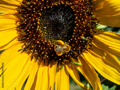 A close-up of a honey bee with its legs full of pollen on a sunflower. photo